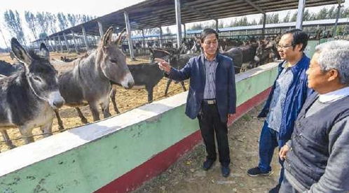 驢肉賣6000元,驢皮賣2000元,合計(jì)近萬元,可為啥農(nóng)村沒人養(yǎng)驢