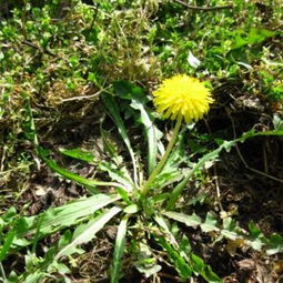 農(nóng)娃子精品野菜系列 蒲公英的營養(yǎng)價值與高清美圖鑒賞